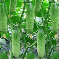 Cucumber Seeds Seeds Cucumber Seeds Unbeaten Fruits Courtyard Balcony Four Seasons Sowing Melons Fru