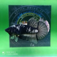 IKAN CUPANG AVATAR COPPER COOPER GOLD TOP GRADE