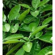 Newly picked Grapefruit Leaves for Bathing