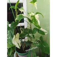 Syngonium Albo/Keladi Hiasan/Rare Caladium