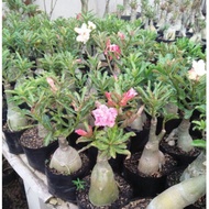 adenium multi layer thailand pokok kemboja malaysia READY STOK