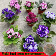 Good Quality Mixed Colors Violet Seeds (200 Pcs/bag) Gardening Flower Seeds Benih Bunga Ornamental Flowering Plants Seeds Indoor Air Plants Real Plants Bonsai Seeds for Planting Potted Live Plants Orchid Plants for Sale Pokok Bunga Hiasan Hidup Keladi