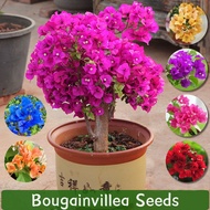 Bougainvillea Seeds for Planting Flowers (Mix Color 100 Seed) Bonsai Flower Seeds for Gardening Outd