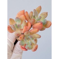 处女座 Multi-headed Echeveria spica (5-7cm) - J456