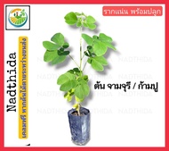 Nadthida ต้นจามจุรี หรือ ต้นก้ามปู กล้าไม้ พร้อมปลูก จามจุรี / ก้ามปู รากดีเเน่นอน