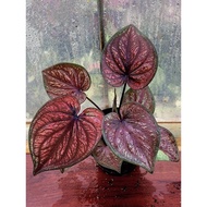 Keladi Thinda Sawan / Caladium Thinda Sawan