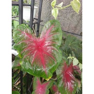 caladium mickey merah