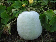 Biji benih Round Wax Gourd (kundur bulat) seeds special