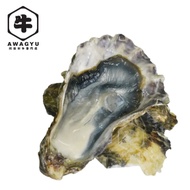 Japan Live Frozen Sashimi Grade Oyster Full Shell
