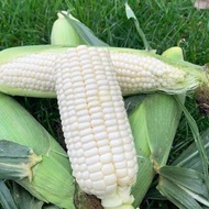 20pcs Biji Benih Jagung Putih Susu Manis/White Sweet Corn/白糯香甜玉米