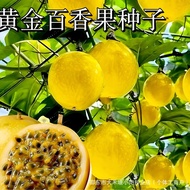 Golden Passion Fruit Seed Golden Spring Autumn Balcony Potted Family Golden Egg Fruit Passion Fruit 
