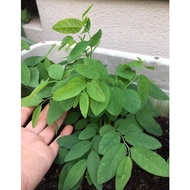 Malabar spinach seeds 30 seeds (Malabar spinach)