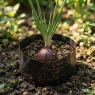 Anak Pokok Bawang Dayak