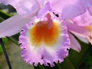 珍稀原生蘭花 Cattleya schroederae  cobretal (特優個體)山採株