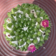99G-Imported  Mammillaria vagaspina Craig 雪糕