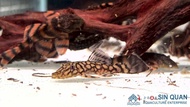 Pleco L519/Pleco/L519 Ancistrus sp. "Rio Itenez" Pleco/Freshwater 刀锋胡子异型/异型鱼/活鱼(Sin Quan Aquaculture