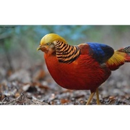 TELUR AYAM RINGNECK GOLDEN PHEASANT / AYAM HIAS