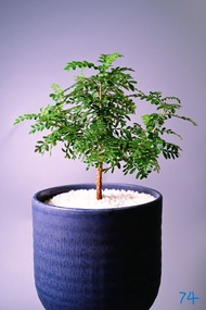 織冠漆樹／酒瓶漆樹　Operculicarya hyphaenoides / 塊根植物 Caudex / 另售象牙宮、龜甲龍、索馬里葡萄甕、念珠橄欖/ 多肉植物