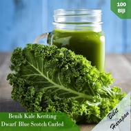 Bibit Benih Selada Green Romaine Parris Island Cos Benih Bibit Sayur