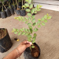 Tanaman Bidara Arab asli, pohon bidara original, foto asli, murah
