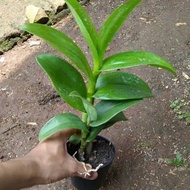 Promo Tanaman Hias Anggrek Dendrobium Remaja /Anggrek Dendrobium