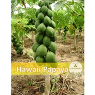 20pcs Seed Papaya Solo Biji Benih Buah Betik Hawaii Pendek