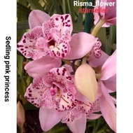 Seedling Anggrek Dendrobium Pink Princess / Tanaman Hias Anggrek