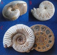 化石 / 鸚鵡螺*1+菊石*2 