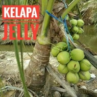 Anak Pokok Kelapa Jelly