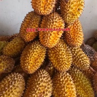 Bibit Durian Lay Super Cepat Berbuah