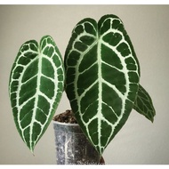 restock Pokok Anthurium Dark Form real plant aroid