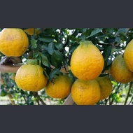 Bibit Buah Jeruk Dekopon Kondisi Sudah Berbuah Rimbun | Pohon jeruk