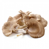 CENDAWAN TIRAM / OYSTER MUSHROOM
