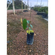Anak Pokok Durian D101 | D101 榴莲树苗 | Real Live Plant