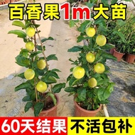 Qinmi Golden Passion Fruit Seedling No. 9 Tainong Zixiang Southern Planting Climbing Vine Pure Sweet