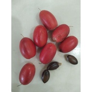 Biji Benih Pokok Ajaib