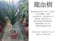 心栽花坊-龍血樹/龍鐵樹/1尺盆/綠化植物/室內植物/觀葉植物/售價1200特價1000