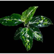 Sindo - Aglaonema Pictum Tricolor Live Plant 2ORXPZFP40