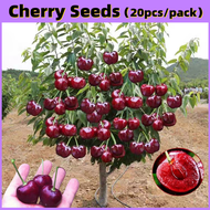 【ขายเมล็ดพันธุ์ ห่อละ 20 เมล็ด】Cherry Seeds for Sale Cherry Fruit Seed ต้นผลไม้ เมล็ดพันธุ์ ต้นไม้ เ