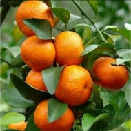 bibit buah jeruk Santang madu