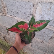 tanaman aglonema red kocin