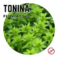 [Aquatic Plant] Tonina Fluviatilis Stem Plants Green Aquarium Aquascaping 宽叶太阳