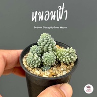 หนอนฟ้า Sedum Dasyphyllum Major ไม้อวบน้ำ กุหลาบหิน แคคตัส กระบองเพชร cactus&amp;succulent