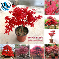 50seeds/pack American Red Maple Tree Seeds for Planting Four Seasons Acer Palmatum Bonsai Seeds Indoor Potted Ornamental Plant Seeds Outdoor Air Plants Bonsai Tree Live Plants Plants Japanese Red Maple Plants Tree