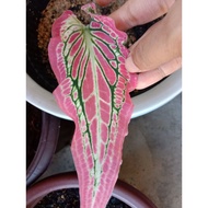 caladium Thai beauty