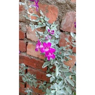 Pokok Bunga Texas Sage / Sonata