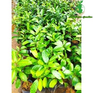 Pokok Cempedak Madu King(Hybrid)