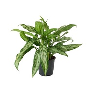Aglaonema 'Silver Queen', Silver Queen (0.45m) - air cleaning plant perfect for shady corner