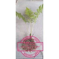 Anak Pokok Paku Uban/Paku Kubok (Sepokok RM 3)
