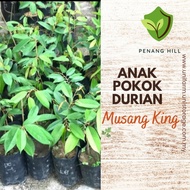 Anak Pokok Durian Musang King Ready Stock